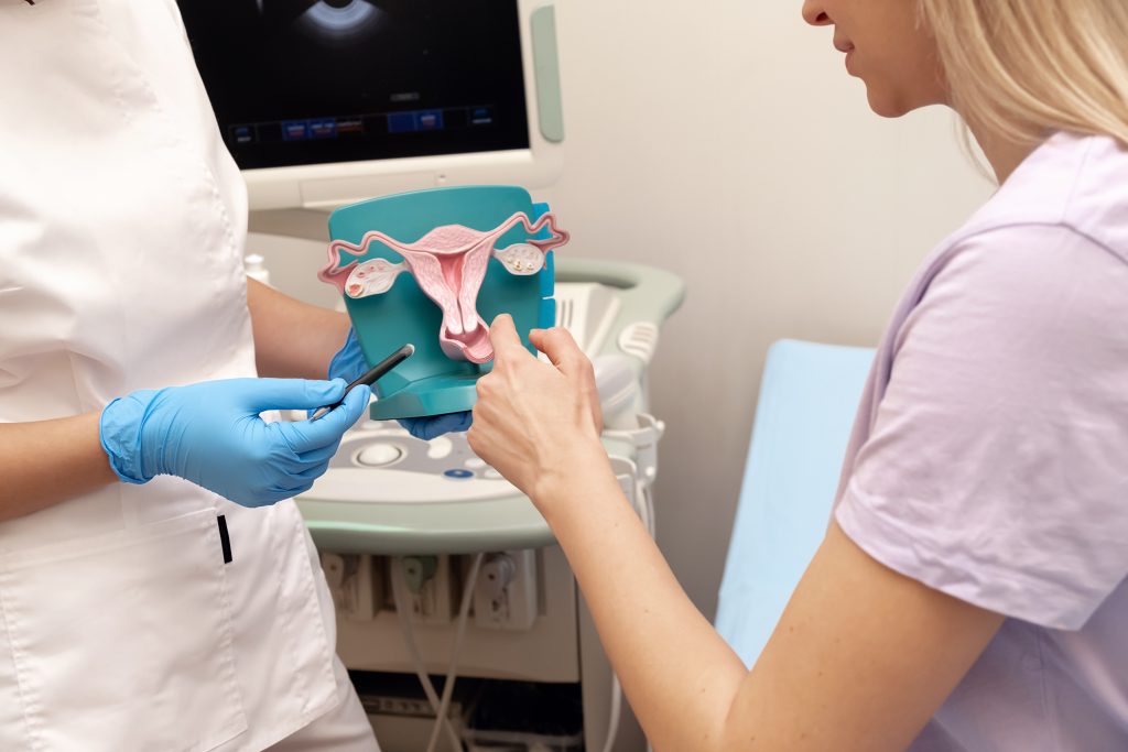 A healthcare professional demonstrates a 3D model of the female reproductive system to a patient during a consultation.